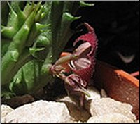 Huernia sp photo M-L N 1 cote